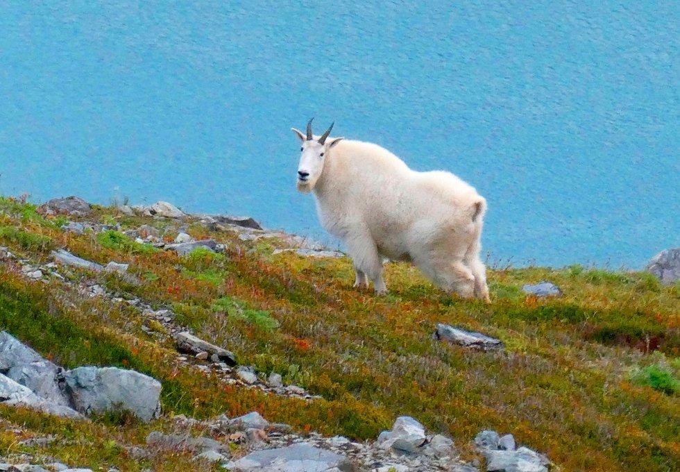 Grizzly bear killed by mountain goat in Canada