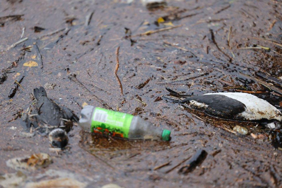 Lifeless guillemots found in the streets of Oslo