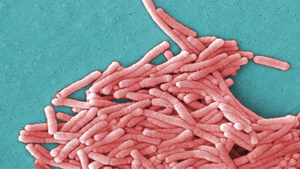 Batteri della Legionella rilevati in diverse destinazioni di viaggio popolari