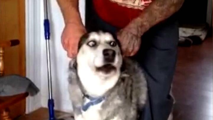 Hva Skjer Når Hunden Dør