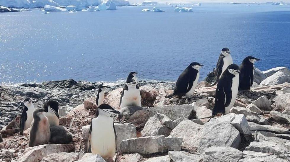 Viking Ship Discovers Unknown Penguin Colony |  ABC News
