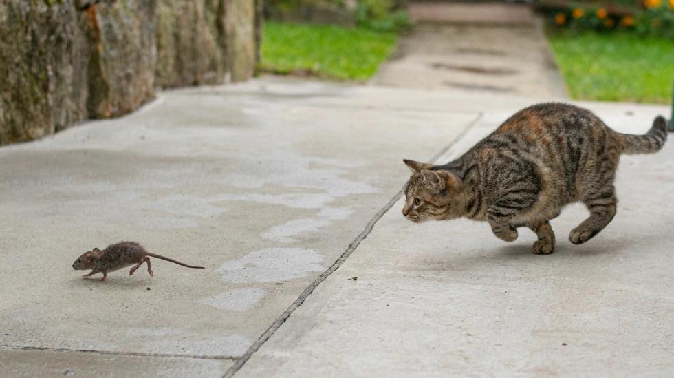 Large global study: House cats eat everything from insects to cows
