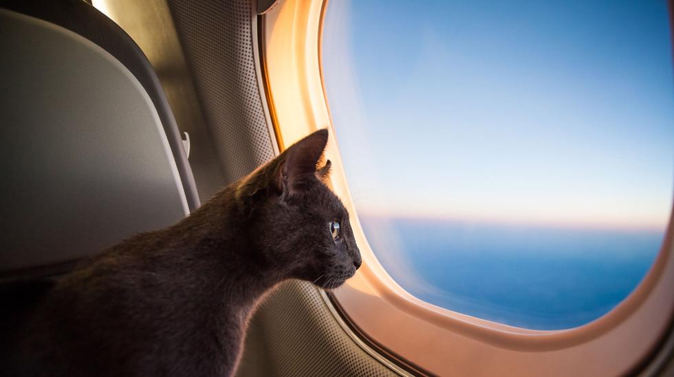 The cat was freed on the plane