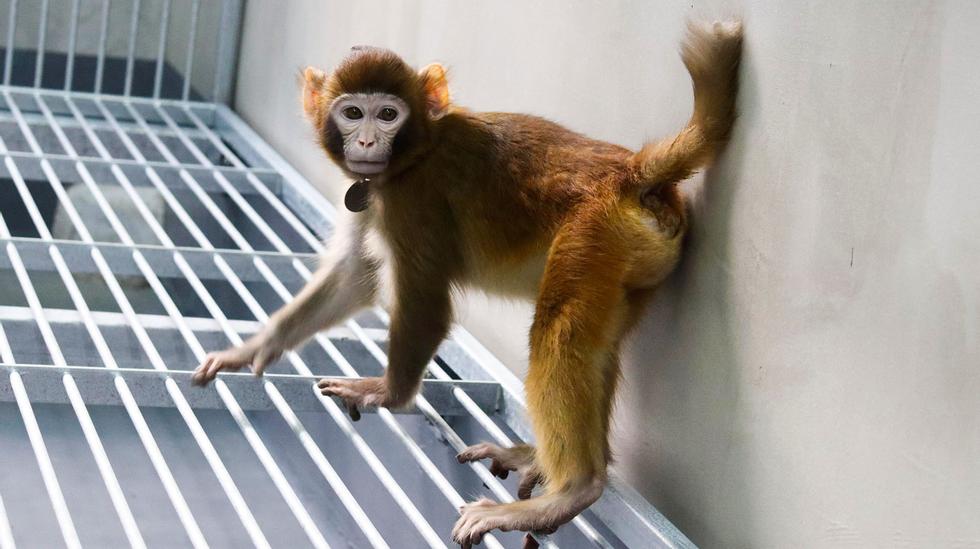 Cloned Monkey: – Making the impossible possible
