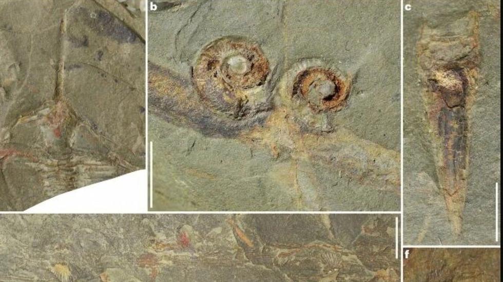 Due francesi hanno trovato rari fossili di animali che vivevano nel mare quasi 500 milioni di anni fa
