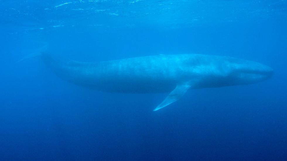 DNA revealed: Blue whales mate with other species
