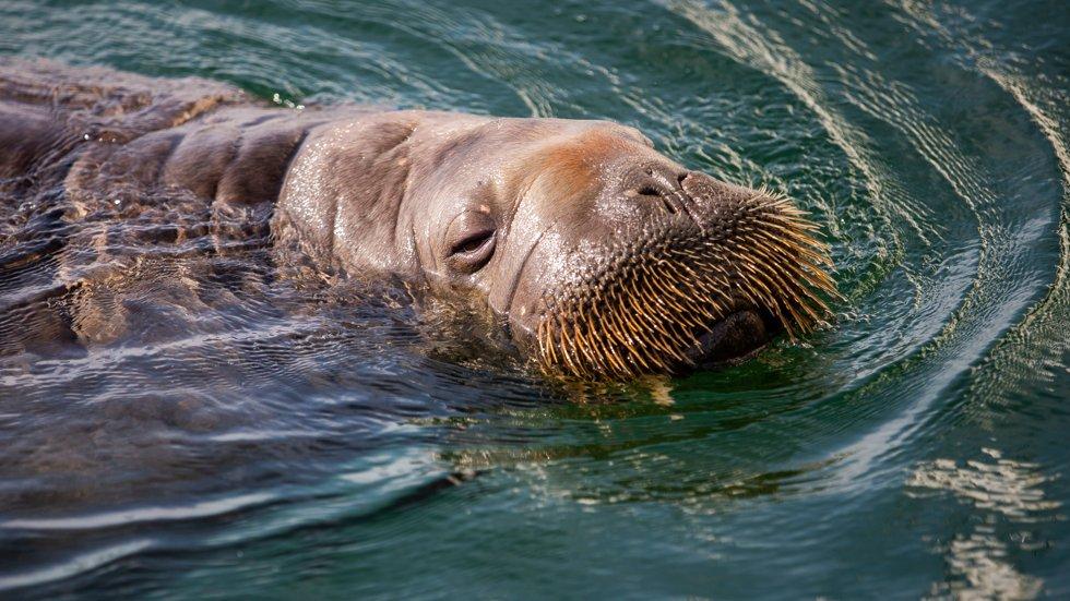 Freya’s walrus has been euthanized – causing a reaction