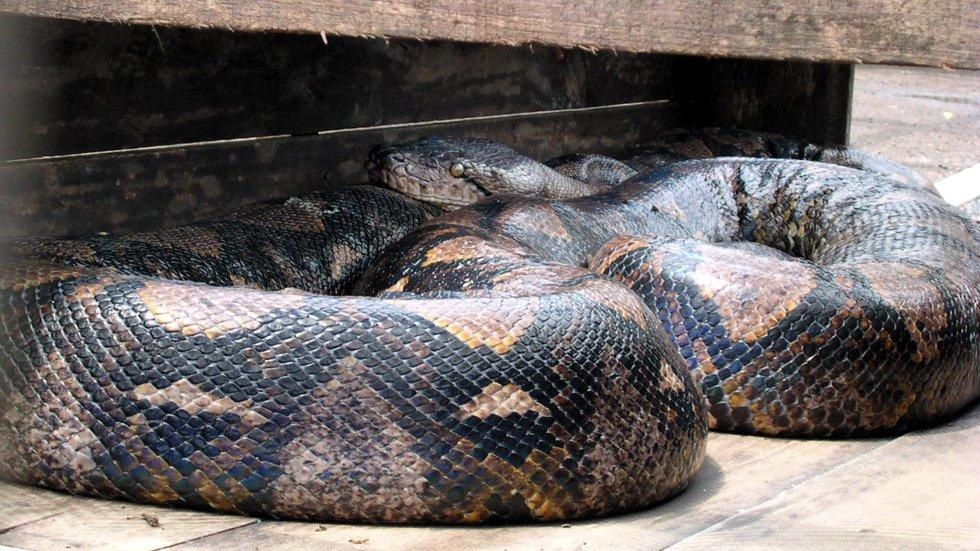 Indonesia: donna scomparsa (54) trovata inghiottita da un serpente