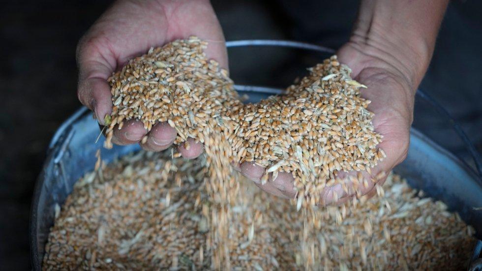 Russia to withdraw from grain treaty with Ukraine